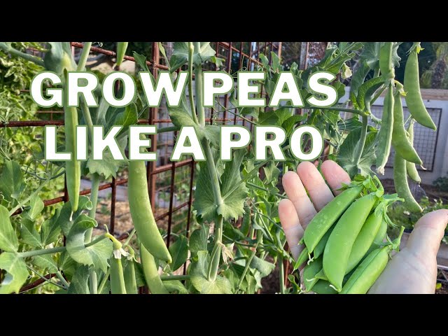 Grow PEAS like a PRO: The Ultimate Guide