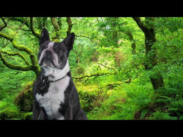 green-screen dog test footage