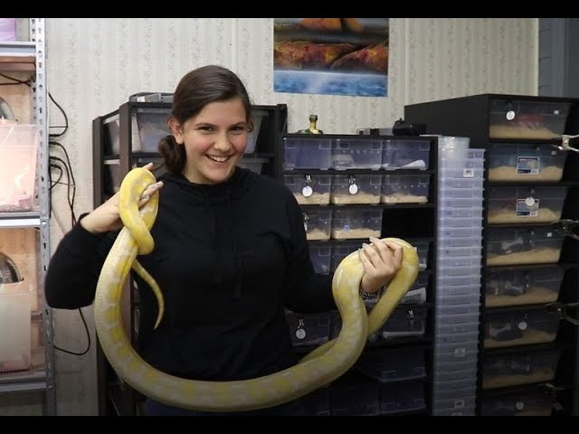 Burmese Vs Reticulated Pythons