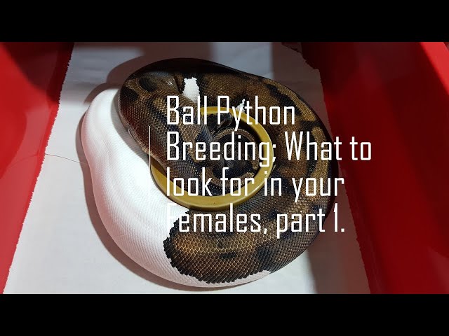 Breeding Ball Pythons; The Females; Part 1.