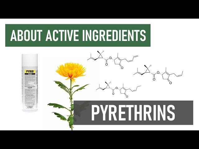 What are Pyrethrins and Pyrethrum? [Organic & Fast-acting Insecticides]