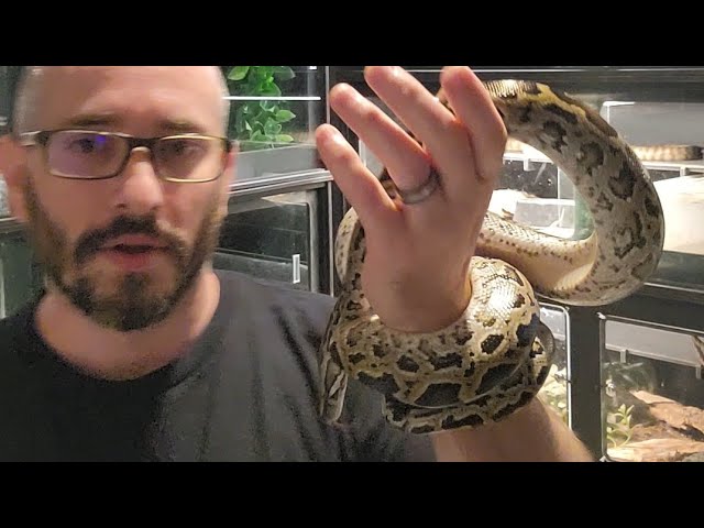 Pure dwarf Burmese Python Pair.