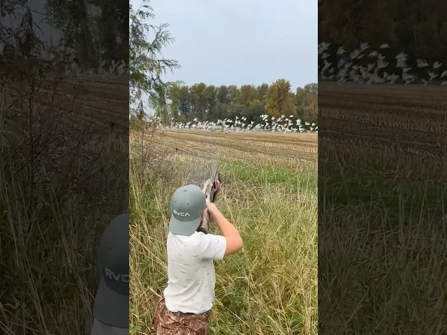 Jump shooting snow geese #goosehunting #hunting #waterfowl