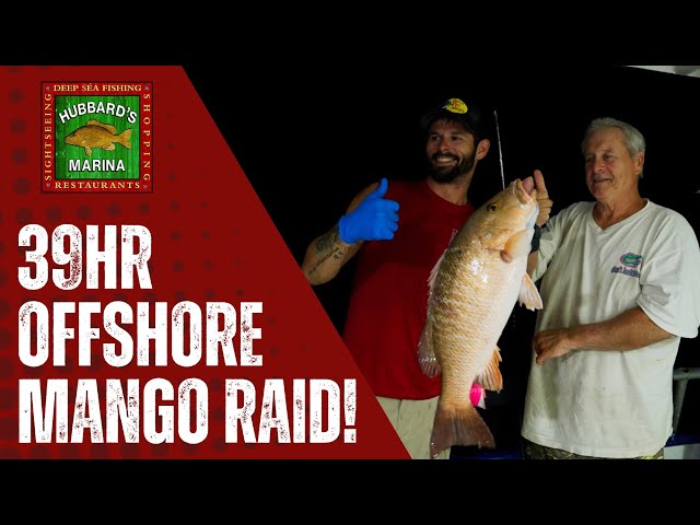 Mangrove Snapper Madness! We fished the Gulf and Caught Tons! | Hubbards Marina 39hr Overnight
