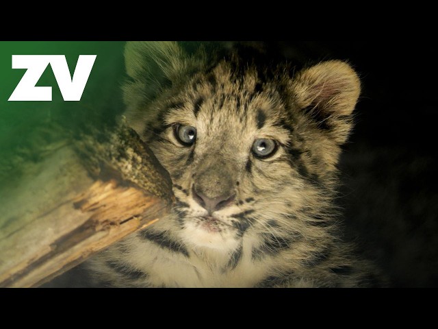 Snow Leopard cubs venture outside and have their first vet check