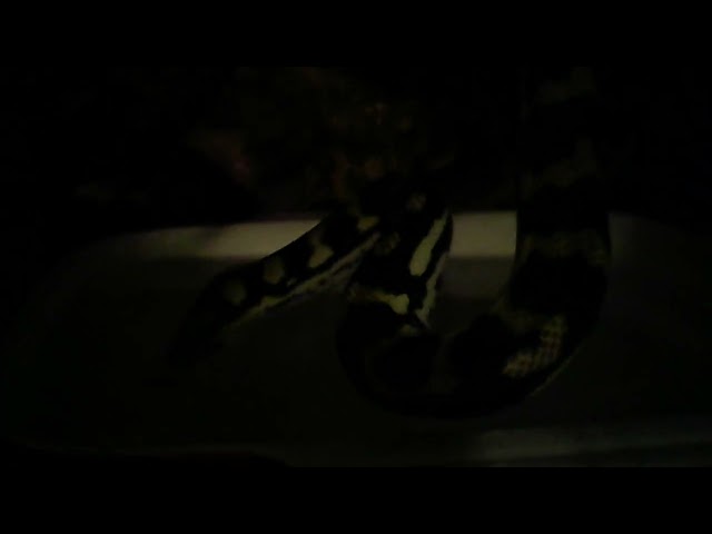 Morelia spilota cheynei python yearling/juvenile age. 