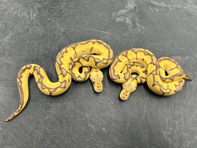 Awesome stuff hatching!  Black Pastel/Pewter Pieds, Leopard Cryptons, and Ultramel Clowns!