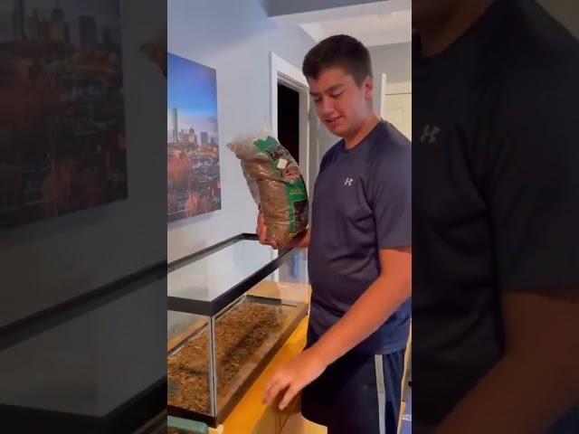 Building my ball python enclosure!