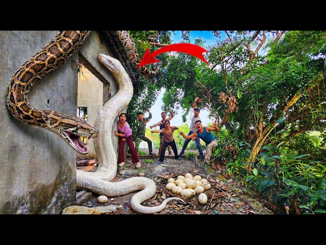 Brave soldiers use high-tech snake detectors to track down giant pythons.