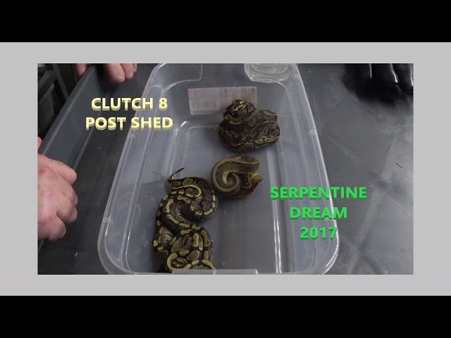 MORE SNAKE BABIES!