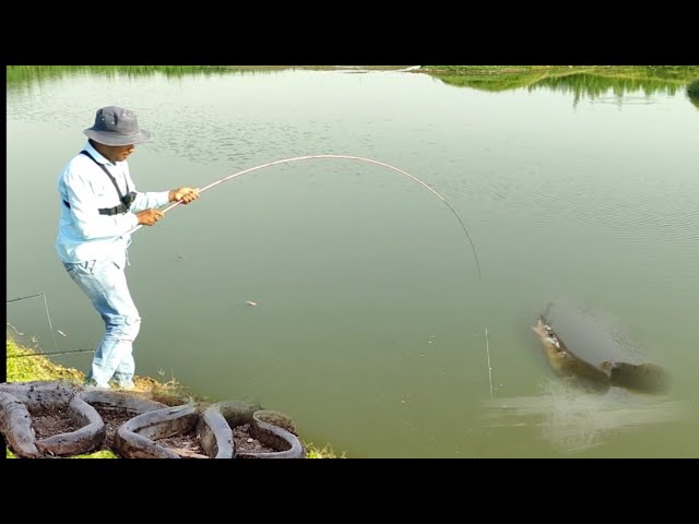 बाम मछली कैसे पकडें || Baam fish caching || Floot fishing || Hook chara bite || Royal Fisher
