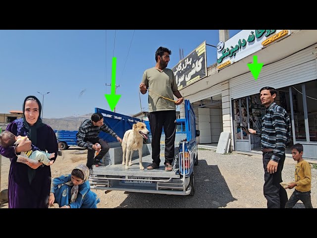 Veterinarian tries to save injured dog; nomadic family's last hope for treatment