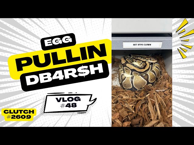 Chronicles of DB4R$H Egg Pullin Clutch #2609 Vlog #48