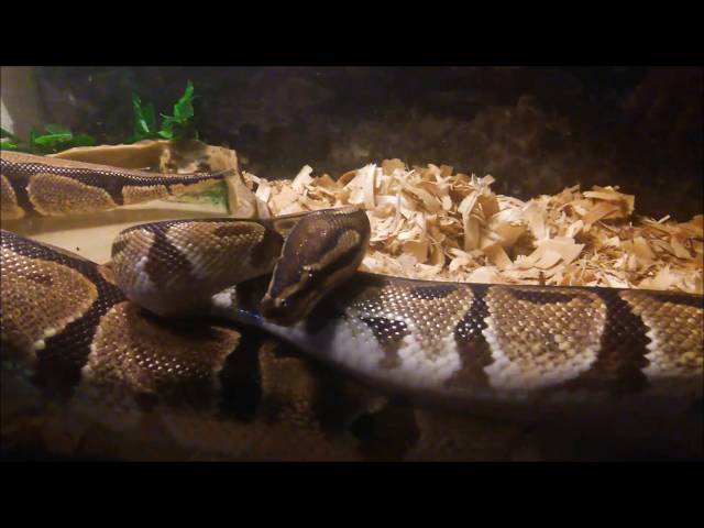 My Ball Python setup