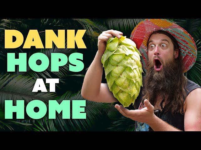 How to Grow Hops for Homebrewing