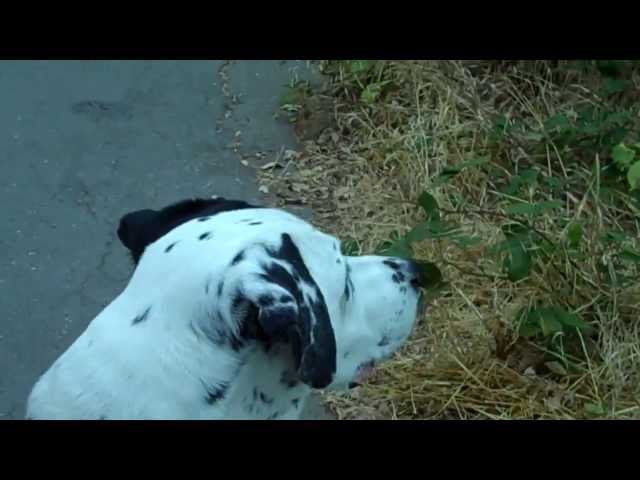 #SSSVEDA DAY 25 8/25/13 #howiebeane the #dalmatian sees a #squirrel!