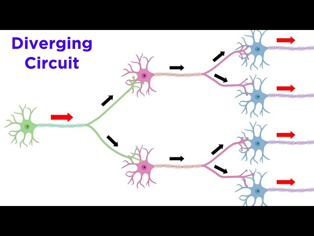 Neuronal Pools and Neural Processing