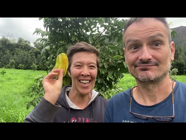 Star fruit : la carambole