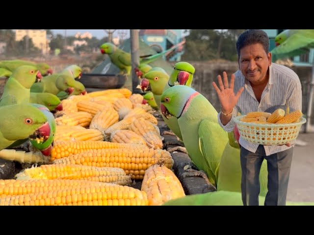 today my wild parrots eating corn@narendrapantham @ParrotX2 @ParroTube @ParrotParadise 