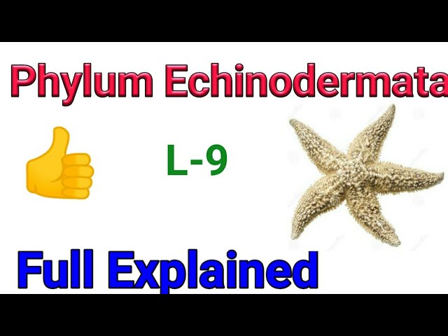 Animal kingdom /Phylum Echinodermata / Echinoderms classification in Hindi / General character