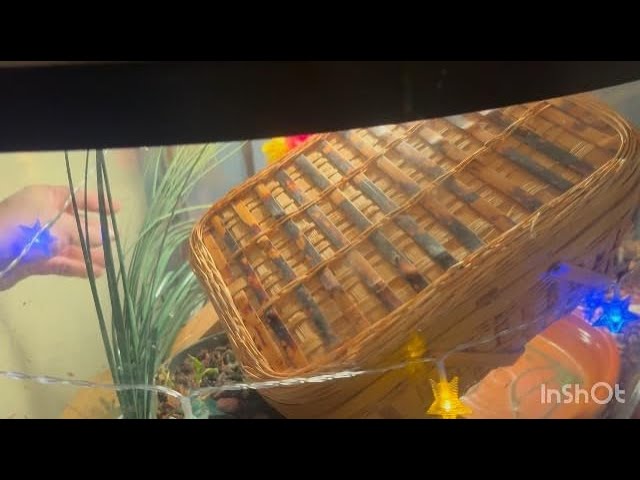 Great reptile basking lights