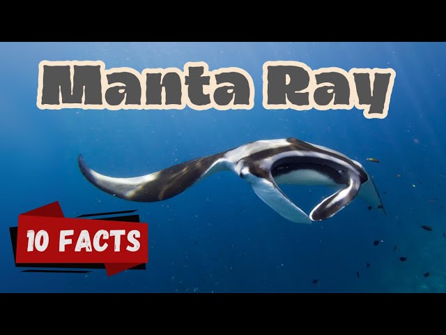 10 Fascinating Manta Ray Facts for Kids | Fun Ocean Learning #mantarays #seacreatures