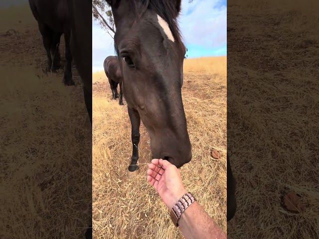 Inka and Venus demo walking slow down hill