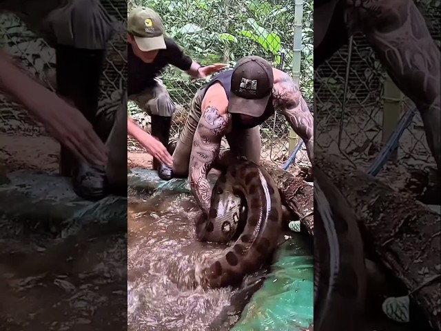 Catching a python can even cost your life #shorts #python #animals