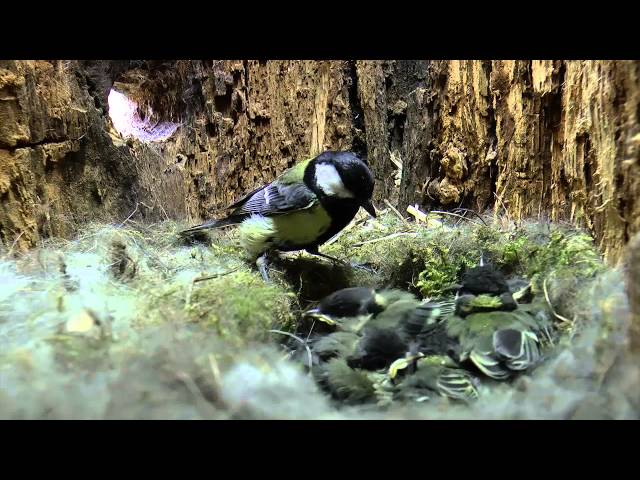 La vie des oiseaux 2015 20mn   1280x720
