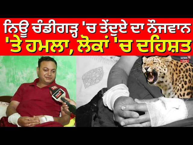 New Chandigarh Leopard Attack | ਨਿਊ ਚੰਡੀਗੜ੍ਹ 'ਚ ਤੇਂਦੁਏ ਦਾ ਨੌਜਵਾਨ 'ਤੇ ਹਮਲਾ, ਲੋਕਾਂ 'ਚ ਦਹਿਸ਼ਤ | N18V