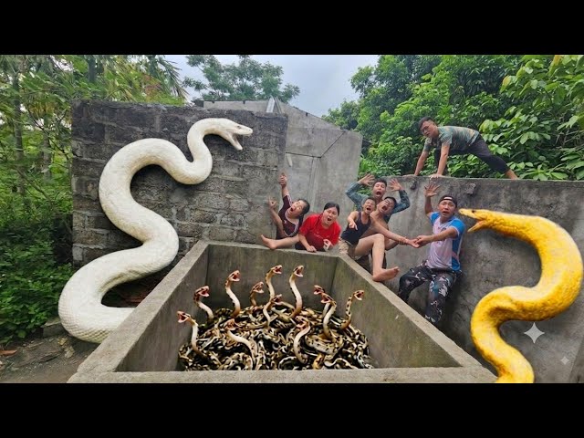 Expert Bravely Captures Giant White Python