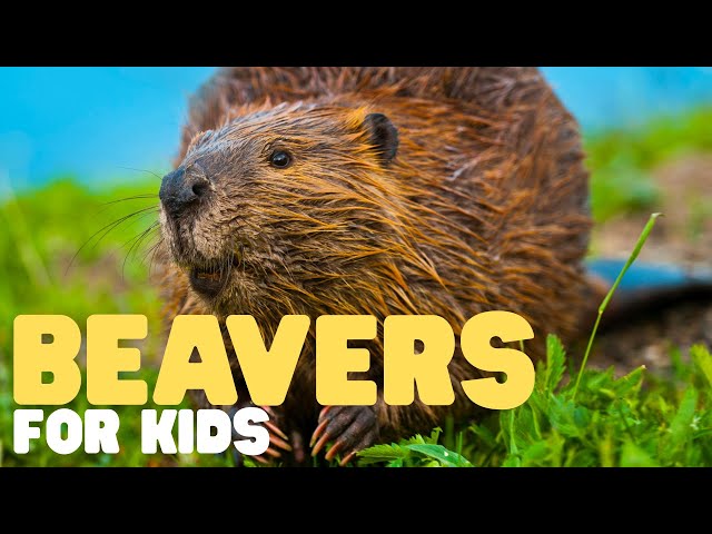 Beavers for Kids | Learn all about these nocturnal engineers