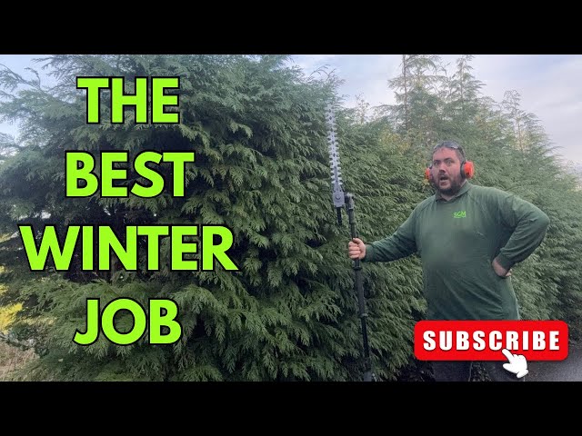 Cutting back a customers overgrown driveway 