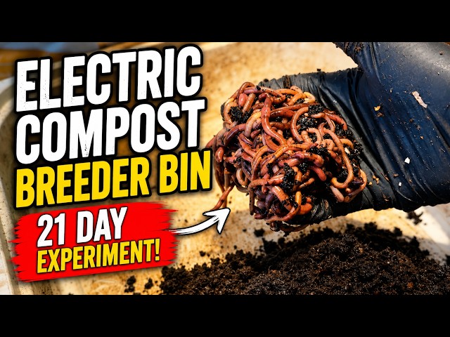 Red Wiggler Breeder Bin | Testing Electric Compost Bedding #vermicompost #vermicomposting