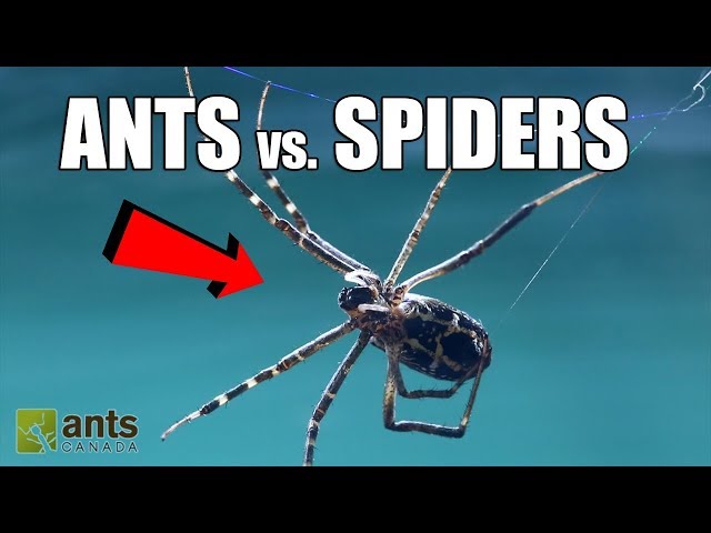 Fire Ants vs. Giant Spiders