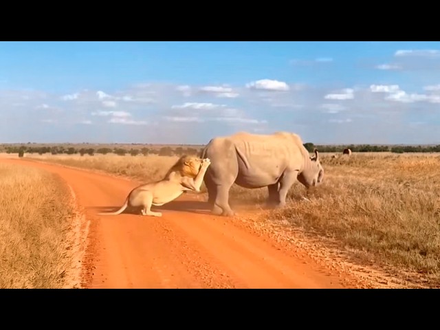 This is what the rhinoceros did to escape the lion.