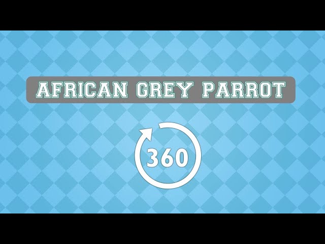 AFRICAN GREY PARROT / NORTHUMBERLAND COUNTY ZOO / 360 VR