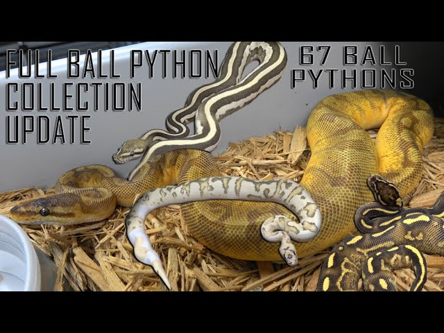 June 2024 Ball Python Collection Update! Sunset, Clown, DG, Pied, Ultramel, Hijack, Axanthic & MORE!