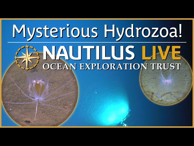 New Narcomedusa Jelly in the Mariana Abyssal Plain | Nautilus Live