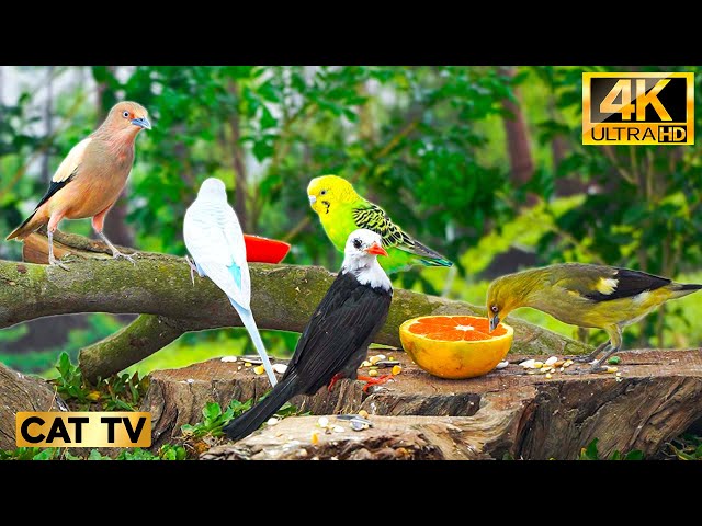 🔴 Cat TV for Cats Home Alone 🐾 Real Birds in Action | Keeps Cats Focused & Engaged