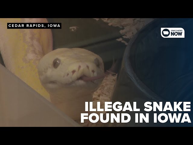 Illegal, 9-foot snake found in Cedar Rapids, owner hasn't claimed it