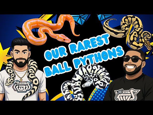 The RAREST Ball Pythons At Balls Of Fury! 