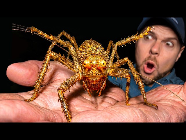 Forest Lobster CAUGHT in the Amazon Rainforest!