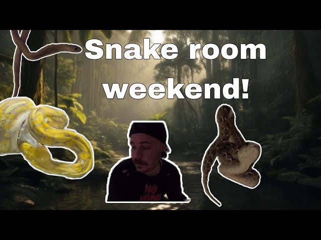 Cleaning VENOMOUS SNAKES and feeding big RETICULATED PYTHONS