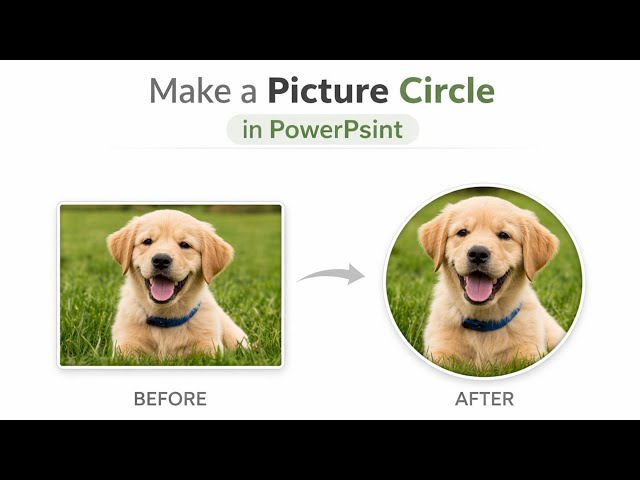 How to Make a Picture Circle in PowerPoint | Crop Image to Circle