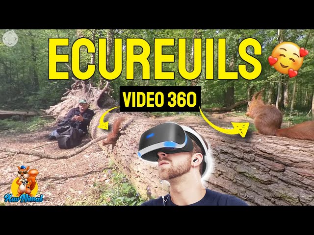 100% SQUIRRELS in virtual reality ? 360° VIDEO