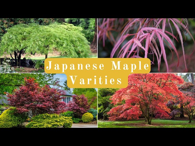 Japanese Maple Varieties Explained (Leaf Type, Size, Color)