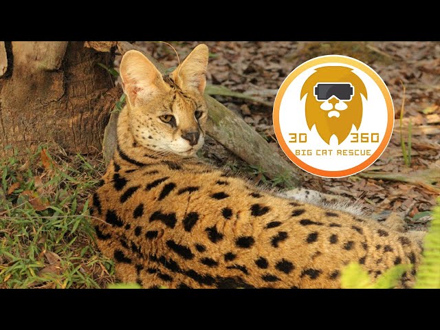 Kricket the African Serval visits vet 3D 180VR