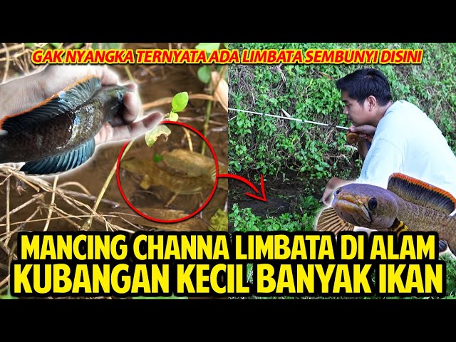MANCING CHANNA LIMBATA DI ALAM! GAK NYANGKA KUBANGAN KECIL TAPI BANYAK IKANNYA!  STRIKE LIMBATA!