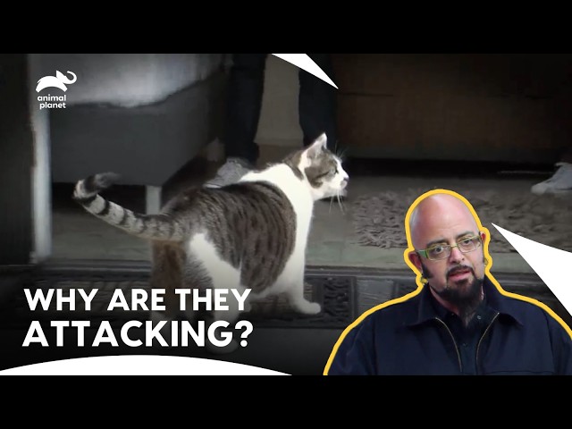 Jackson Tackles Cats With Serious Attitude | My Cat From Hell S4 & S7 | Animal Planet India